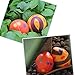 MeiGuiSha 12 Packs Squishy Easter Hunt Egg Toys As Party Favor Novelty Gifts