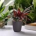 T4U 3 Inch Plastic Round Plant Pot/Cactus Flower Pot/Container Brown Set of 10,Seeding Nursery Planter Pot with Drainage for Flowers Herbs African Violets Succulents Orchid Cactus Indoor Outdoor