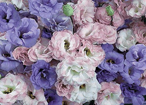 Ballon Huge Wall Mural 12ft 6in Wide x 9ft High