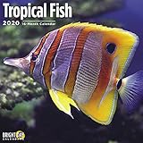 Tropical Fish Wall Calendar 2020 by 