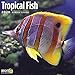 Tropical Fish Wall Calendar 2020 by 