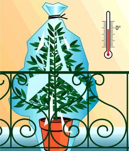 Thermosacs Frost Protection Winter Wraps for Plants Pack of 12 (6 GM and 6 PM)