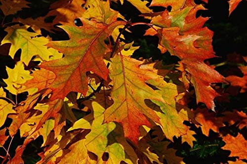 GEOPONICS Norte Redtree, Quercus rubra - Vivo e Planta Raãz ...