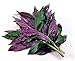 Handama, Suizenjigusa, Okinawa Spinach - Gynura - Edible Houseplant - 4