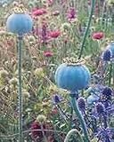 250 GIGANTEUM POPPY Papaver Somniferum Flower Seeds!
