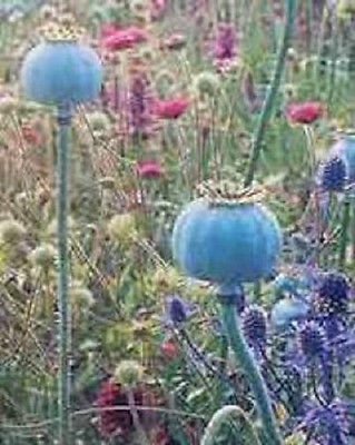 250 GIGANTEUM POPPY Papaver Somniferum Flower Seeds!
