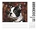Just Boston Terriers 2017 Box Calendar (Dog Breed Calendars)
