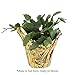 Costa Farms Christmas Cactus, Fully Rooted Zygo, Grower's Choice Color - Red, Pink, or White, Live Indoor Holiday, Thanksgiving, and Christmas Room Decor, 1 Foot Tall