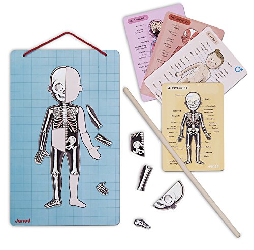 Janod Bodymagnet Educational Human Body Game - Anatomy, Organs, Skeleton, Muscles - 76 Magnetic Pieces - From 7 Years… – Bild 7