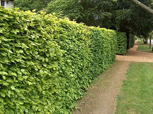 25 X 60-80CM FAGUS SYLVATICA Copper Beech Bare Root Hedging Plants Transplant