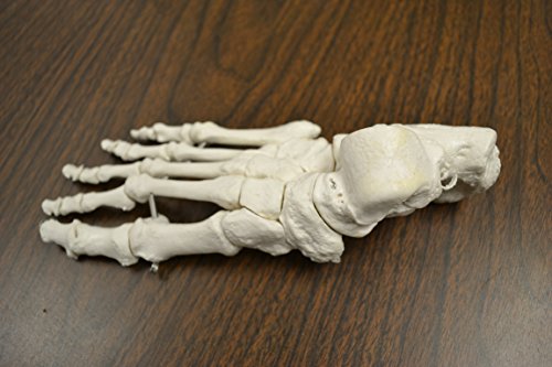 4 Disarticulated+Skeleton+Medical+Quality+Height