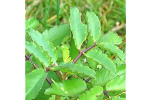 YUNAKSEA 1 Kalanchoe Pinnata Plant Live Rooted Plant 4 to 6 Inc Tall