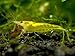 Aquatic Arts 10 Live Neon Yellow Shrimp (Neocaridina davidi - 1/2 to 1 Inch Long)