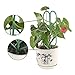 Wenje 3pcs Durable Climbing Rattan Plant Holder Ivy Vines Flower Rack Growing Plants Stand Adjustable Plastic Flower Stand Combinationthumb 4