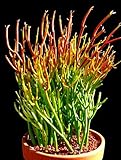 Fire Sticks Pencil Cactus - Euphorbia - Easy to grow - 6" Pot