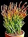 Fire Sticks Pencil Cactus - Euphorbia - Easy to grow - 6" Pot primary
