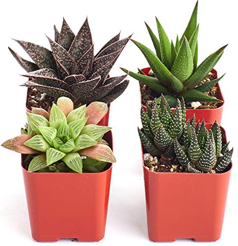 Shop Succulents | Haworthia Succulent Plants - Image 4