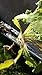 Garden Weeding Fork & Manual Weed Puller; Long Prongs and Ergonomic Handle, Includes Burlap Sack - Great Gardening Gift