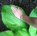 (PHOS)~"SUM & SUBSTANCE" HOSTA~Seeds!!!!~~~~~~As Big as Hostas Come!!!!