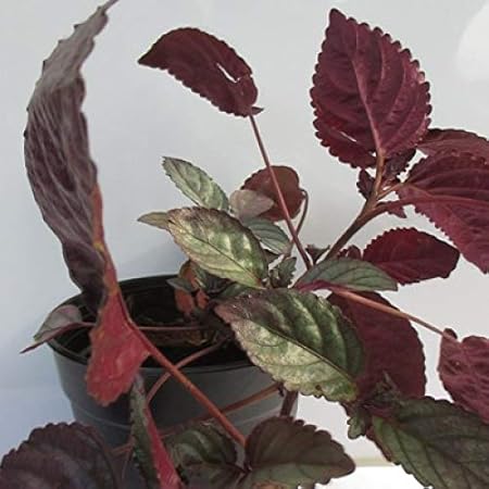 Aiden Gardens Rare Hemigraphis alternata Red Flame ivy waffle plant Red Ivy 1 Healthy Live Plant Suitable for Hanging Plant