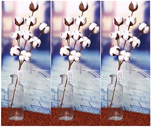 RDGG 22" Tall Cotton Stems (3 Stems/Pack) with 9 Real Natural White Cotton Flowers Bolls Per Stem Farmhouse Style Dried Flowers Display Filler - Floral Decoration for Home