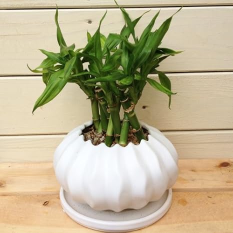 Amazon 観葉植物 花 花オリジナル 開運竹のミニ竹林 洋風陶器鉢 エンバン型 観葉植物 オンライン通販