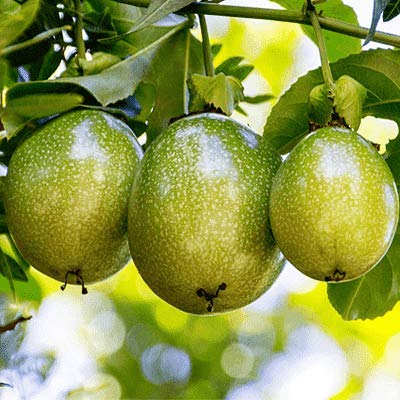 Mphmi Passion Fruit Plant, Krishna Fal (Grown through seeds) - Plant