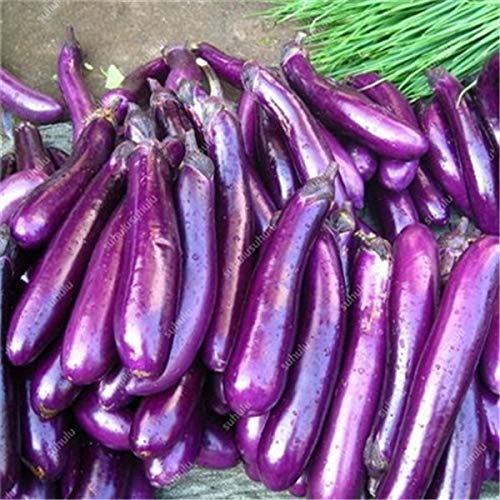 TOMHY 200 PC Negro Berenjena Bonsai, Bonsai Berenjena exótico ...