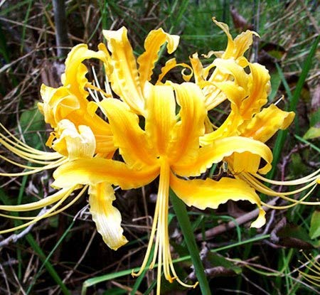 FernsFly IMP. Lycoris lily / Red spider lily / Red magic lily Attractive Flower Bulbs Home Outdoor Flowering Gardening Bulbs Blooming planting (Pack of 17 The Multi Mix )