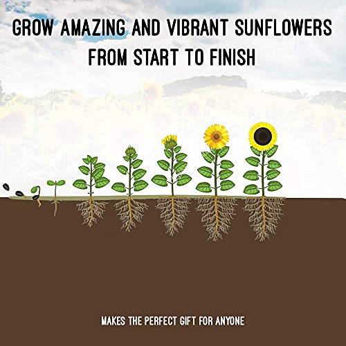 Sunflower Grow Kit Grow 5 Different Sunflowers 22 Piece Start Your