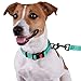 CollarDirect Reflective Dog Collar for a Small, Medium, Large Dog or Puppy with a Quick Release Buckle - Boy and Girl - Nylon Suitable for Swimming (10-13 Inch, Mint Green)