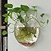 Bellagione Wall Hanging Fish Bowl Fish Tank Water Plant Vase Mini Bubble Aquarium for Home Decoration