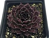 Black Hens & Chicks - Sempervivum - Very Hardy - Quart Pot