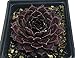 Black Hens & Chicks - Sempervivum - Very Hardy - Quart Pot