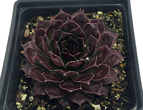 Black Hens & Chicks - Sempervivum - Very Hardy - Quart Pot Black Hens & Chicks - Sempervivum - Very Hardy - Quart Pot