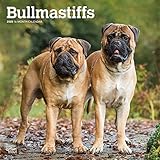 Bullmastiffs 2020 12 x 12 Inch Monthly Square Wall Calendar, Animals Dog Breeds by 