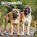 Bullmastiffs 2020 12 x 12 Inch Monthly Square Wall Calendar, Animals Dog Breeds by 