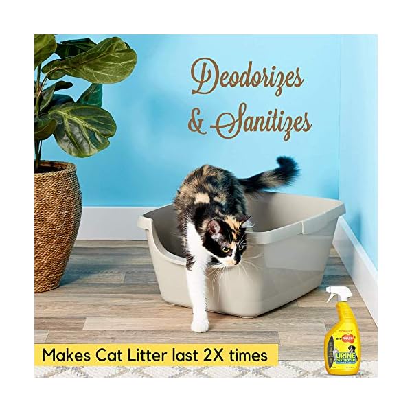 ROBUST Odosmash Urine Destroyer Pet Stain and Odor Remover
