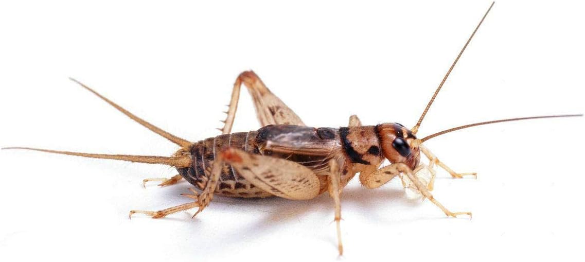 Amazon Com Predator Foods Live Crickets 1000 Count Large 1