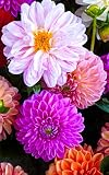Notebook: dahlia blossom bloom flowers nature flora 5