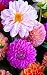 Notebook: dahlia blossom bloom flowers nature flora 5
