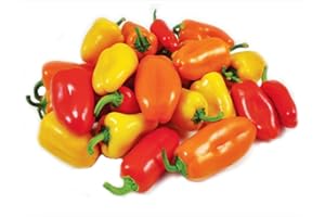 S-PONE 60+ Lunchbox Sweet Snacking Pepper Seeds Red Orange Yellow Non-GMO