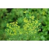 Dill, Dwarf Fernleaf - Herb Seeds
