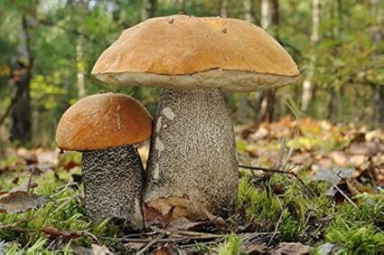 Leccinum Versipelle Mycelium Champignons Foret Cultivez Vos Propres Champignons Amazon Fr Jardin