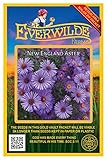 Everwilde Farms - 1000 New England Aster Native