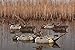 Avian X Topflight Pintail Decoys, Rugged Realistic Floating Duck Decoys for Hunting, Weight-Forward Swim Keel, Set of 6, Multicolor