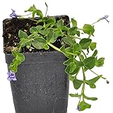 Miniature Fairy Garden Lindernia grandiflora, Blue Moneywort