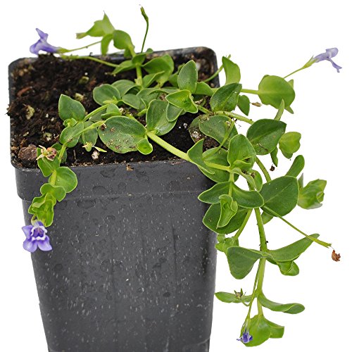Miniature Fairy Garden Lindernia grandiflora, Blue Moneywort