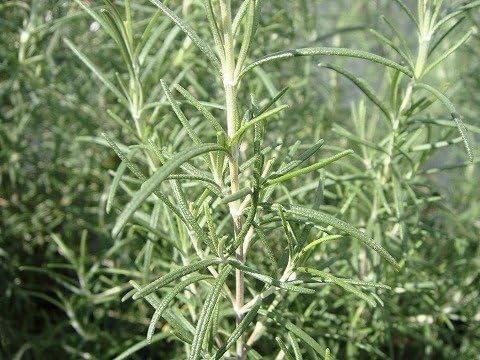 ハーブ 苗 ローズマリー マリンブルー 3号ポット苗 Tarunniketanpublicschool Com