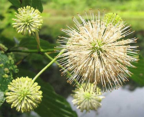 Amazon Com 1 Oz Seeds Approx 9793 Seeds Of Cephalanthus Occidentalis Buttonbush Button Willow Honey Bells Garden Outdoor amazon com